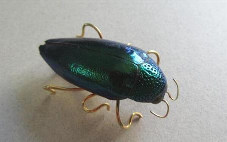 Genuine Buprestidae Beetle Pin  Entomology