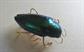 Genuine Buprestidae Beetle Pin  Entomology
