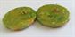 Bakelite Mid Century Earrings Avocado Spinach Large Scalloped Pierced Vintage Costume Jewelry