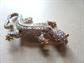 Rhinestone Lizard Pin Brooch Old Stock Never Worn Costume Jewelry Figural