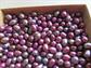 Genuine Freshwater Pearls Lot Dyed Purple Gray Destash Jewelry Making Supplies 