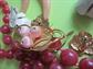 Vintage Costume Jewelry Lot  Pink Raspberry Necklace Orchid  Earrings Pins