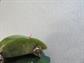 Bakelite Two Toned Green Bracelet Creamed Spinach Vintage Costume Jewelry 