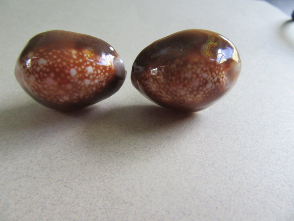  Cowrie Shell Cufflinks Men's Vintage Jewelry
