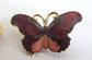 Vintage Butterfly Pin Lot Butterflies Cloisonné Spun Wire Enameled Figural Costume Jewelry