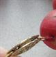 Genuine Coral Necklace And Large Bracelet Beach Jewelry Cruise Tropical