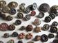 Antique Metal Button Collection Florals Rhinestone Asian Motif And Some Tinies Sewing Collectibles