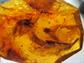 Vintage Large Amber Pendant on 1/20th 12K Gold Filled 30