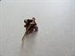 Victorian 10K Gold Seed Pearl Single Earring Part For Repurposing or Wear 1.4 Grams Destash