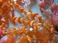 Vintage Orange Bead Lot Plastic Lucite Aurora Borealis Crystals Destash Repurpose Jewelry Making