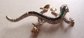 Rhinestone Lizard Pin Brooch Never Worn