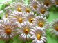 Mod 1960's Daisy Beads For Jewelry Making Or Crafting Three Dozen